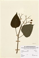 藏品(海州常山)的圖片